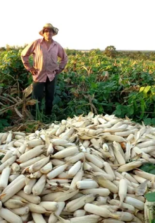 Pequeño productor muestra su cosecha en Siembra Directa en Paraguay